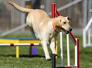 sports canins